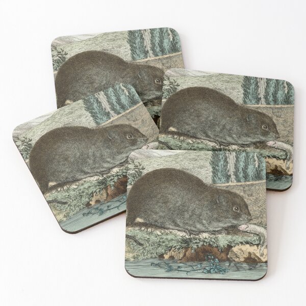 Item preview, Water vole drawn for 18th century French naturalist designed and sold by TerryKerrImages.