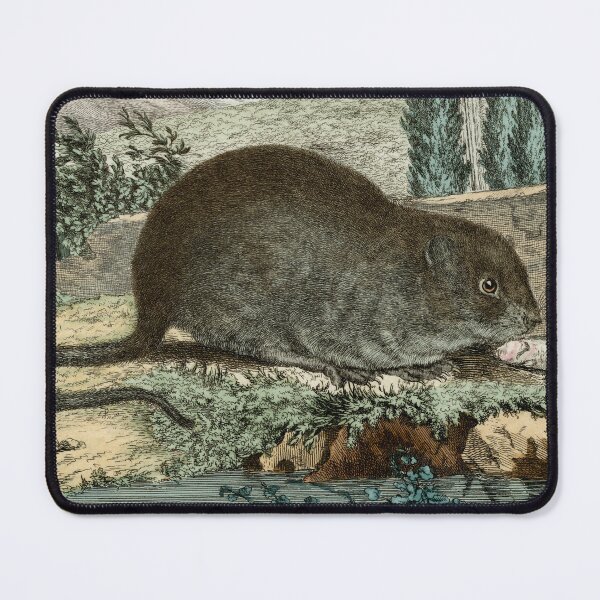 Item preview, Water vole drawn for 18th century French naturalist designed and sold by TerryKerrImages.