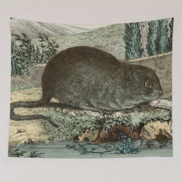 Item preview, Water vole drawn for 18th century French naturalist designed and sold by TerryKerrImages.