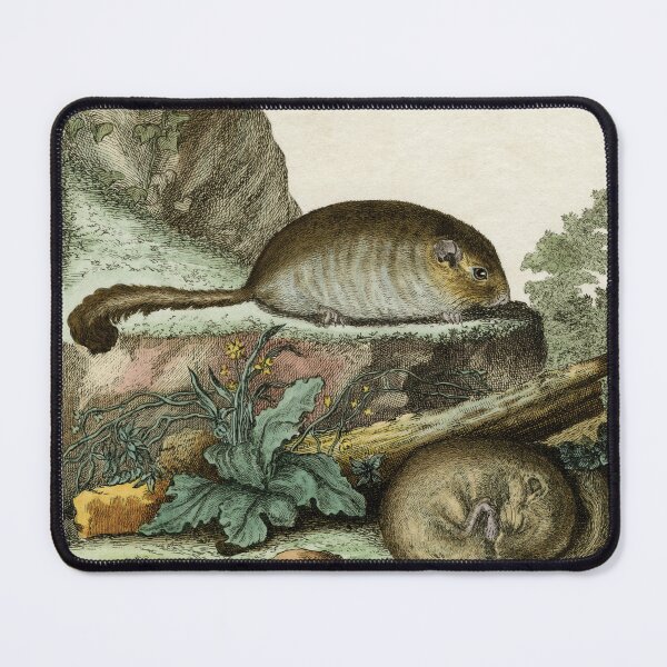 Item preview, Dormice drawn in 1780 for Comte de Buffon designed and sold by TerryKerrImages.