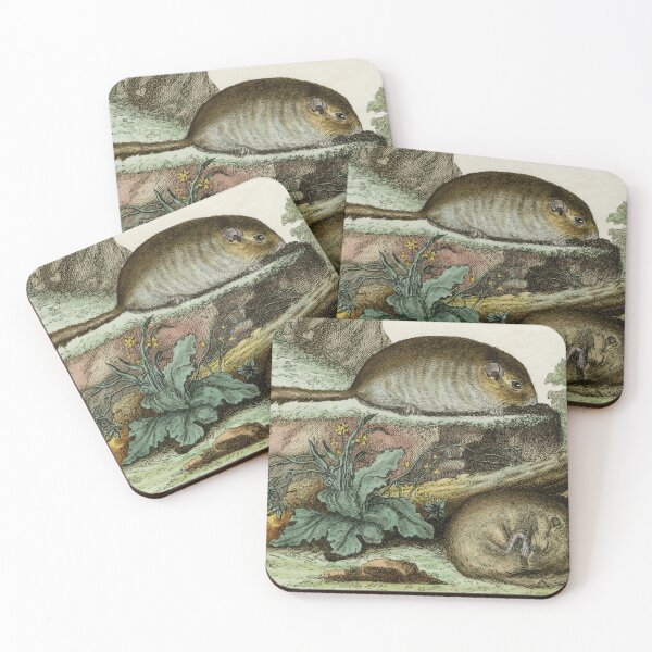 Item preview, Dormice, one asleep and one awake, drawn 1780 designed and sold by TerryKerrImages.