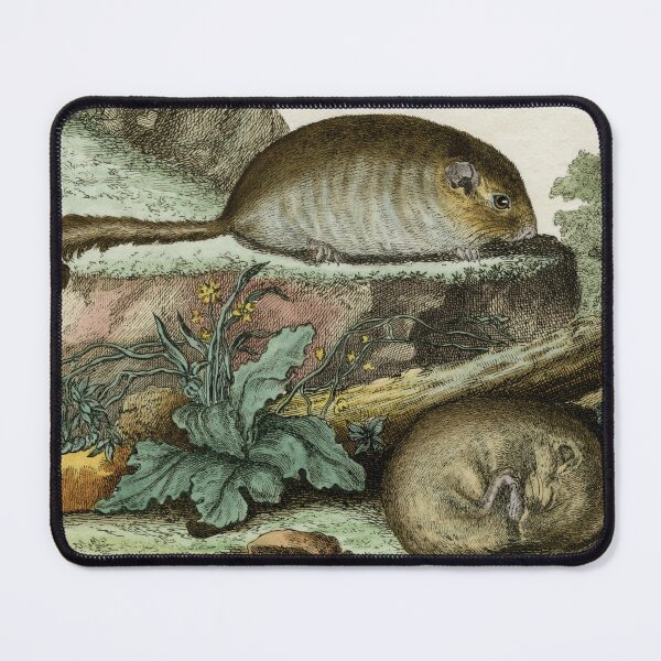 Item preview, Dormice, one asleep and one awake, drawn 1780 designed and sold by TerryKerrImages.