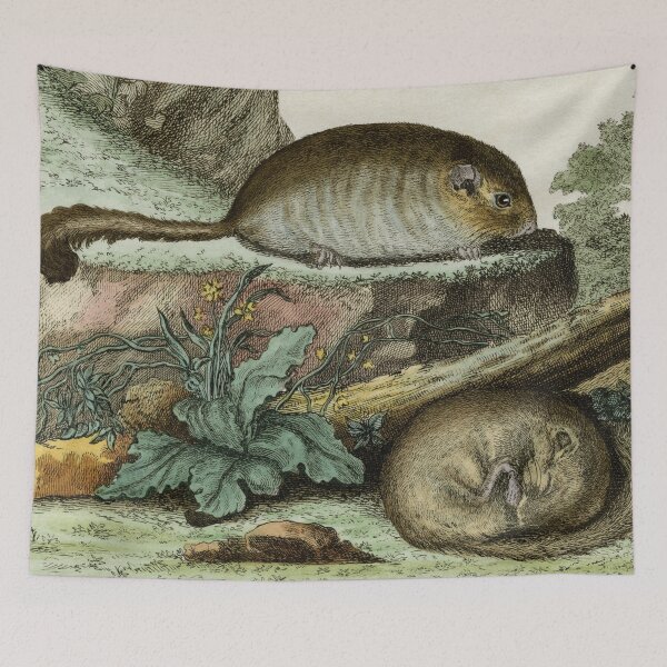 Item preview, Dormice, one asleep and one awake, drawn 1780 designed and sold by TerryKerrImages.