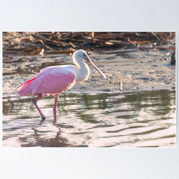 Item preview, Pink Glow of a Roseate Spoonbill designed and sold by Debra Martz.