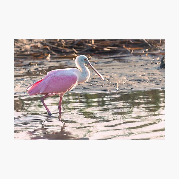 Item preview, Pink Glow of a Roseate Spoonbill designed and sold by Debra Martz.
