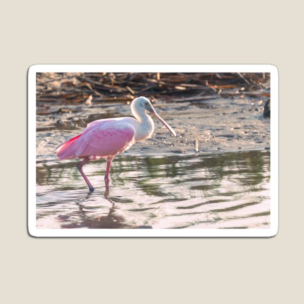 Item preview, Pink Glow of a Roseate Spoonbill designed and sold by Debra Martz.