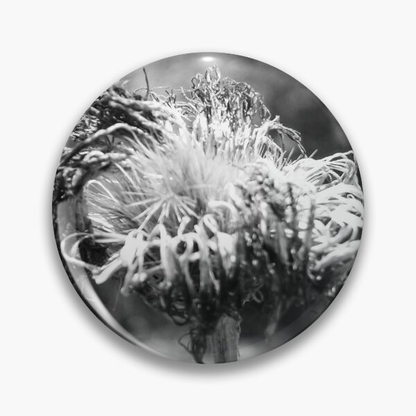 Item preview, Black And White Macro Of A Dried Thistle Seed Head With Wilted Petals And Textured Decay designed and sold by Nmallia.