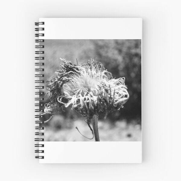 Item preview, Black And White Macro Of A Dried Thistle Seed Head With Wilted Petals And Textured Decay designed and sold by Nmallia.