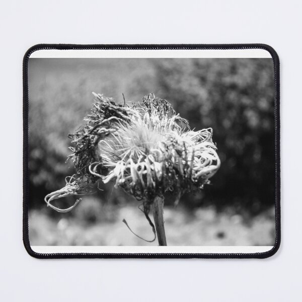 Item preview, Black And White Macro Of A Dried Thistle Seed Head With Wilted Petals And Textured Decay designed and sold by Nmallia.