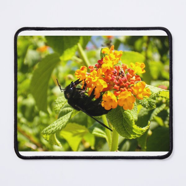 Item preview, Black Bee On Orange Lantana Flower Closeup In Sunny Garden Pollinating Nectar designed and sold by Nmallia.