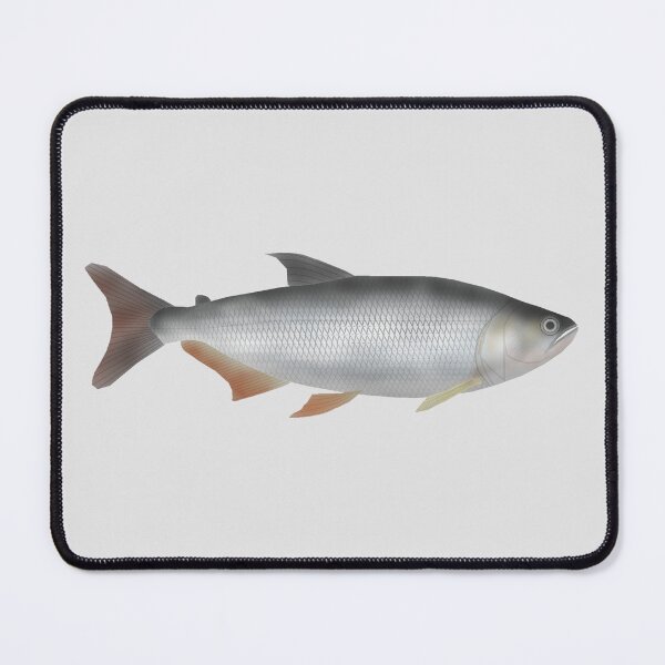 Item preview, Tiete tetra designed and sold by fishfolkart.