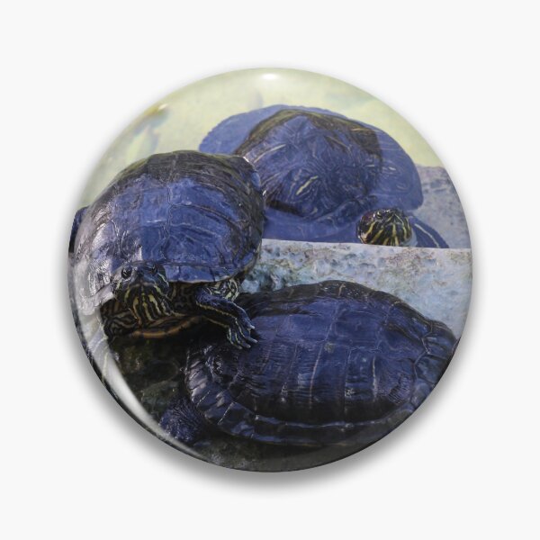 Item preview, Three Turtles Basking on Stone Steps by a Shallow Pond in Sunlit Wildlife Scene designed and sold by Nmallia.
