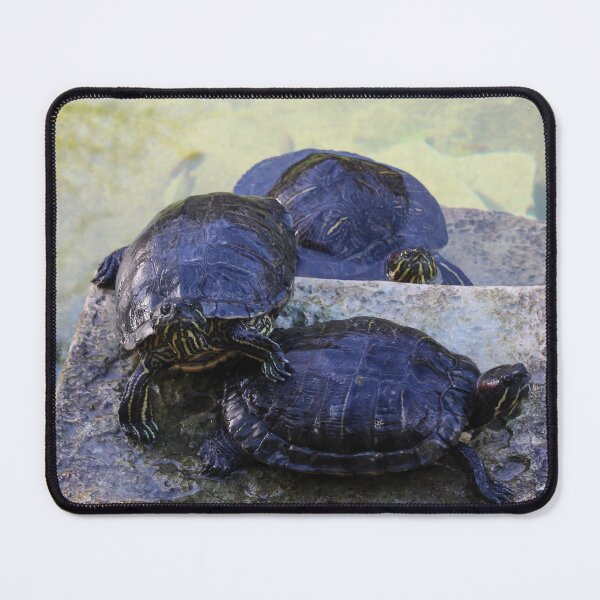 Item preview, Three Turtles Basking on Stone Steps by a Shallow Pond in Sunlit Wildlife Scene designed and sold by Nmallia.