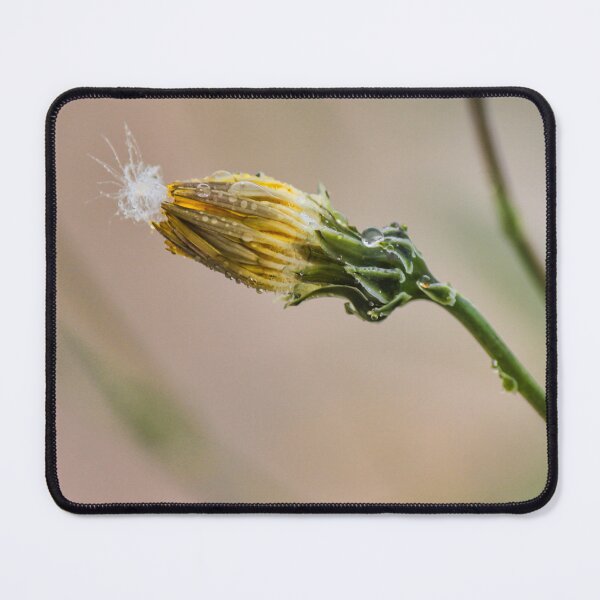Item preview, Macro Dewy Yellow Flower Bud With Dandelion Seed And Water Droplets On Stem designed and sold by Nmallia.