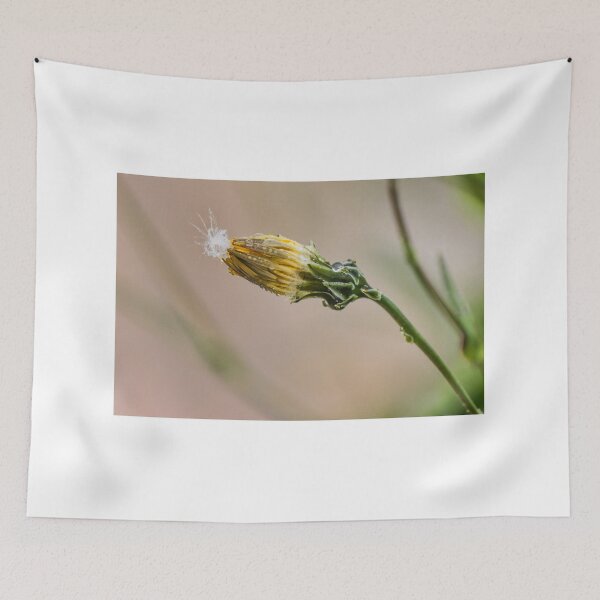 Item preview, Macro Dewy Yellow Flower Bud With Dandelion Seed And Water Droplets On Stem designed and sold by Nmallia.