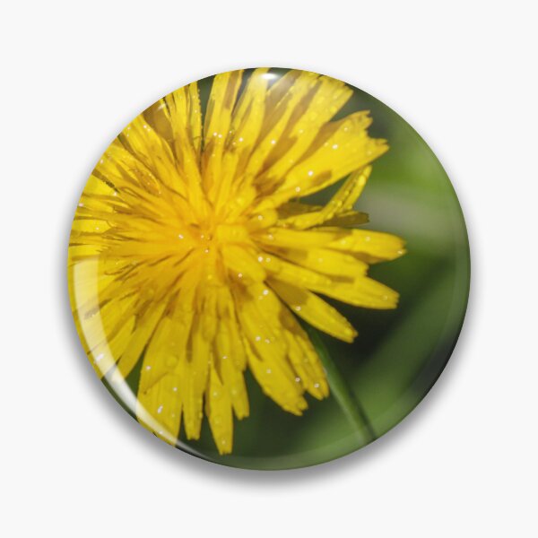 Item preview, Close-Up Yellow Dandelion Flower With Dew Drops In Morning Light Green Grass Background designed and sold by Nmallia.
