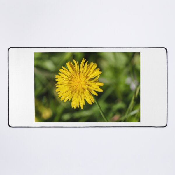 Item preview, Close-Up Yellow Dandelion Flower With Dew Drops In Morning Light Green Grass Background designed and sold by Nmallia.