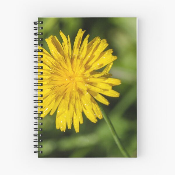 Item preview, Close-Up Yellow Dandelion Flower With Dew Drops In Morning Light Green Grass Background designed and sold by Nmallia.