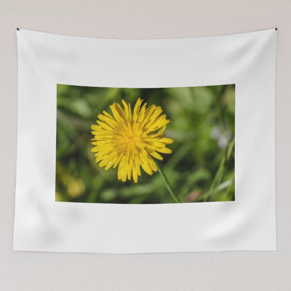 Item preview, Close-Up Yellow Dandelion Flower With Dew Drops In Morning Light Green Grass Background designed and sold by Nmallia.