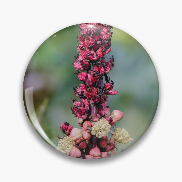 Item preview, Pink Flower Spike And Seed Pods On Ornamental Castor Plant With Textured Leaves In Garden designed and sold by Nmallia.