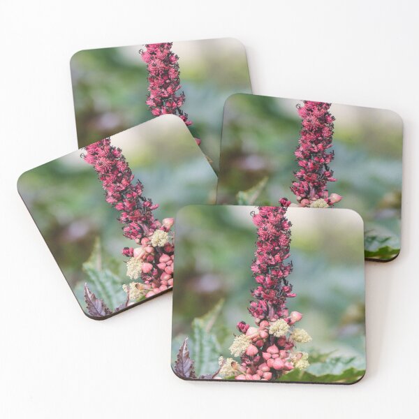 Item preview, Pink Flower Spike And Seed Pods On Ornamental Castor Plant With Textured Leaves In Garden designed and sold by Nmallia.