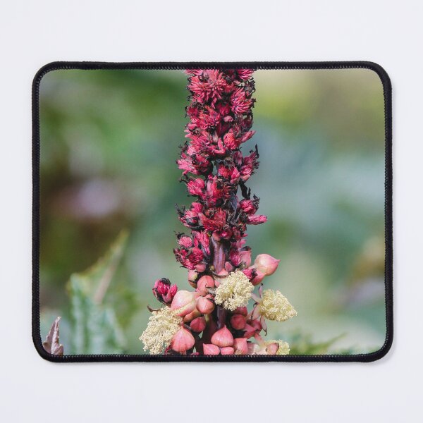 Item preview, Pink Flower Spike And Seed Pods On Ornamental Castor Plant With Textured Leaves In Garden designed and sold by Nmallia.
