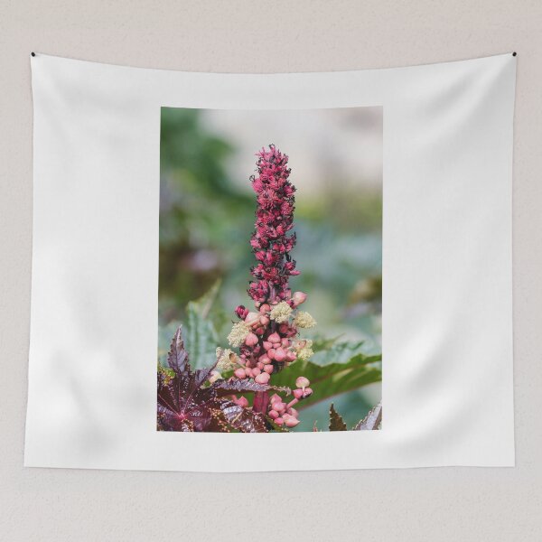 Item preview, Pink Flower Spike And Seed Pods On Ornamental Castor Plant With Textured Leaves In Garden designed and sold by Nmallia.