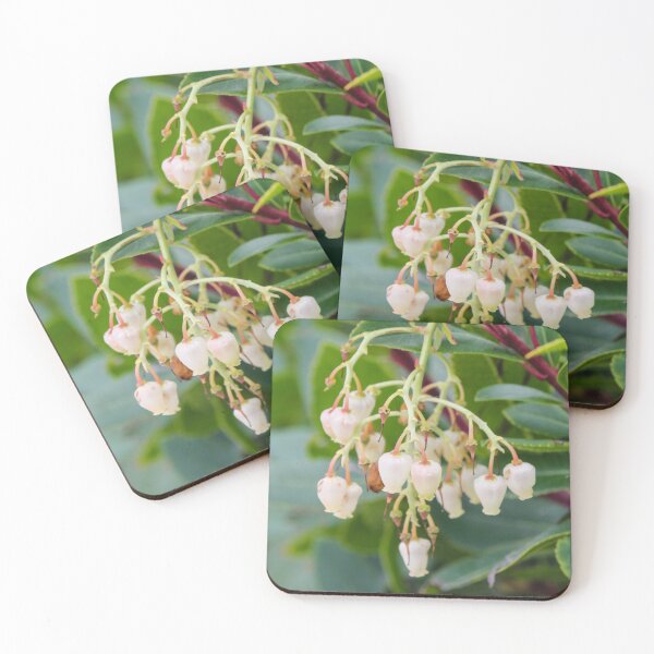 Item preview, Cluster Of White Bell Flowers Hanging From A Green Shrub With Glossy Leaves In Garden designed and sold by Nmallia.