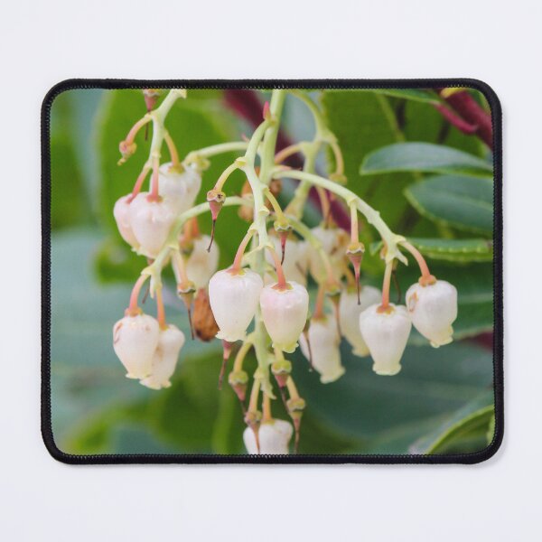 Item preview, Cluster Of White Bell Flowers Hanging From A Green Shrub With Glossy Leaves In Garden designed and sold by Nmallia.