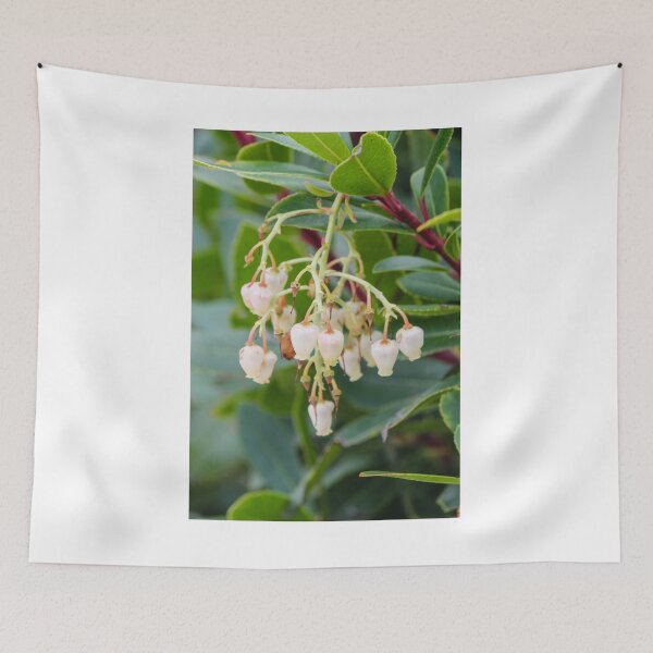 Item preview, Cluster Of White Bell Flowers Hanging From A Green Shrub With Glossy Leaves In Garden designed and sold by Nmallia.