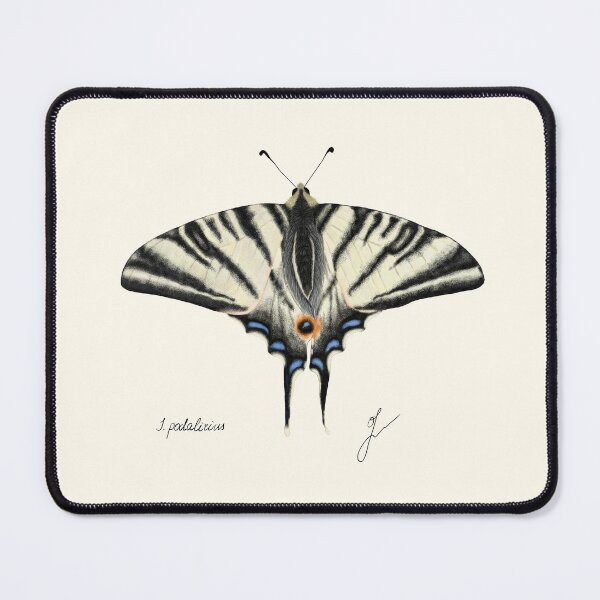 Item preview, Scarce Swallowtail Print - Iphiclides Entomology Naturalist Art designed and sold by Fiurdelin.