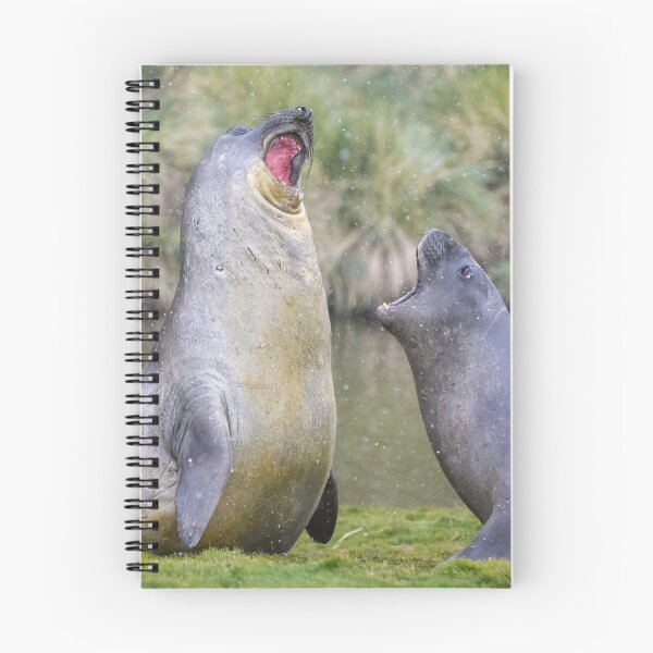 Item preview, Male Elephant Seal Display Fortuna Bay designed and sold by PhotoArt by Joan Carroll.
