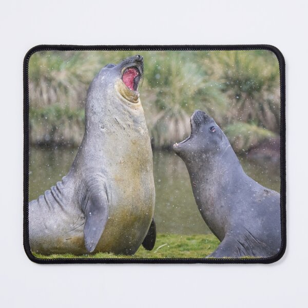 Item preview, Male Elephant Seal Display Fortuna Bay designed and sold by PhotoArt by Joan Carroll.