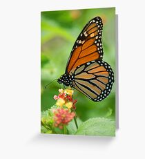 Monarch Greeting Card
