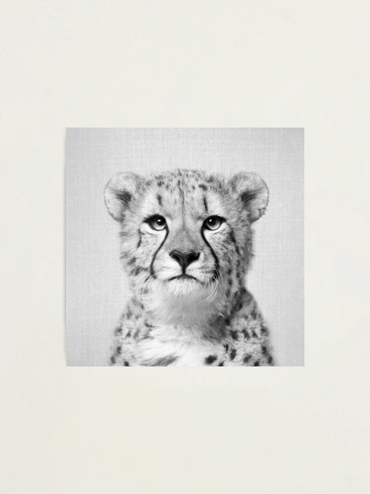 Poster Photo Ancienne Noir Et Blanc - Guépard, Mode, Panthère - Impression Neuve