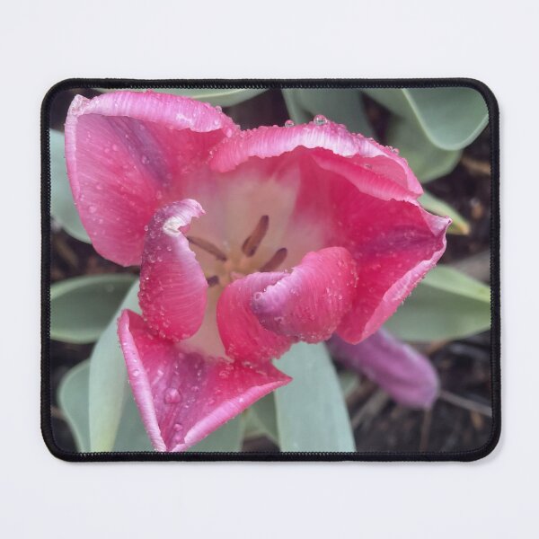 Item preview, Pink Tulip with Raindrops Macro Floral Photography designed and sold by greyforaday.