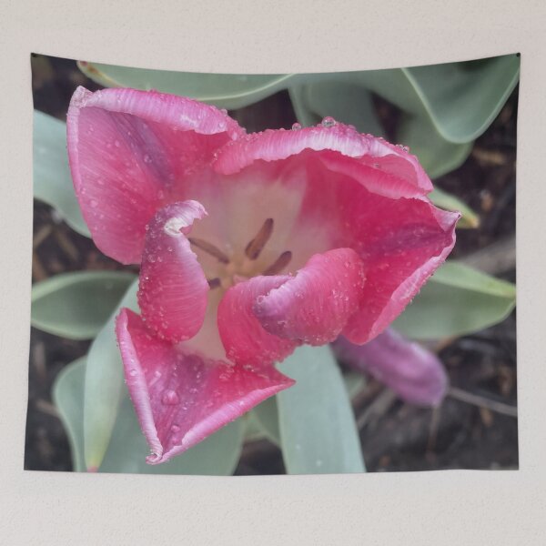 Item preview, Pink Tulip with Raindrops Macro Floral Photography designed and sold by greyforaday.