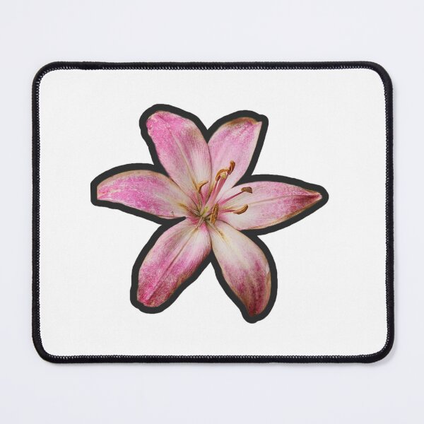 Item preview, Pink variegated lily designed and sold by Living Green in a Red State .