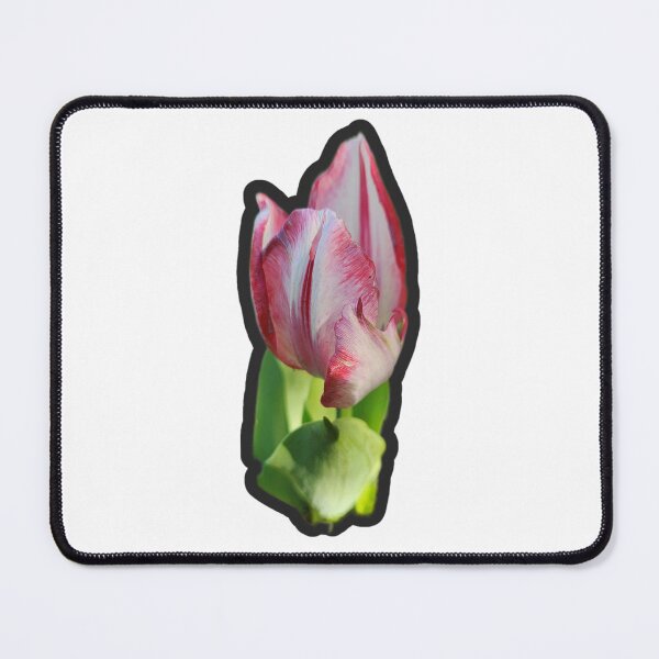 Item preview, Peppermint stick tulip designed and sold by Living Green in a Red State .