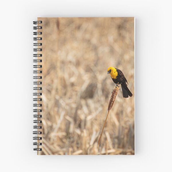 Item preview, Yellow Headed Blackbird on a Cattail designed and sold by LarsOlofPhoto.