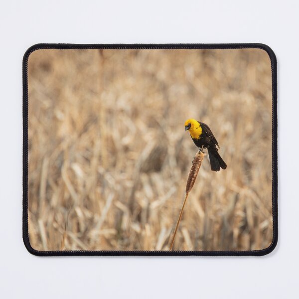 Item preview, Yellow Headed Blackbird on a Cattail designed and sold by LarsOlofPhoto.