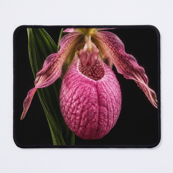 Item preview, Pink Lady Slipper Orchid on Black – Fine Art Botanical Portrait designed and sold by Kimberly Palmer.