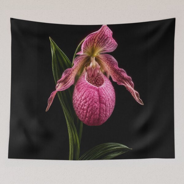 Item preview, Pink Lady Slipper Orchid on Black – Fine Art Botanical Portrait designed and sold by Kimberly Palmer.
