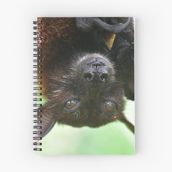 Item preview, CUTE FRUIT BAT acka AUSTRALIAN FLYING FOX designed and sold by Barbara Jean Photo Art And Design.