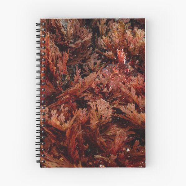 Item preview, Ocean Liverpool Fc King Rising designed and sold by Sajutitulpes.