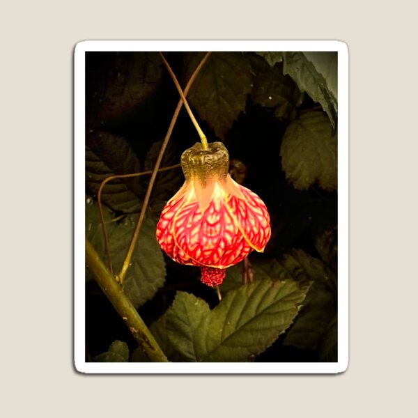 Item preview, Painted Indian Mallow designed and sold by Cyrus Moth.