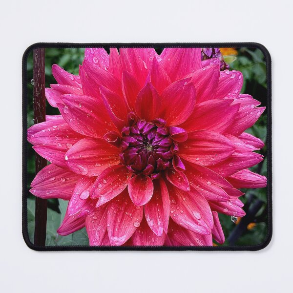Item preview, Dahlia I designed and sold by Cyrus Moth.