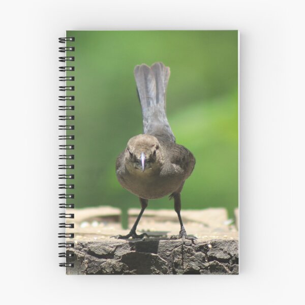 Item preview, The Curious Visitor designed and sold by Kindred Photograghy.
