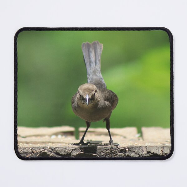 Item preview, The Curious Visitor designed and sold by Kindred Photograghy.