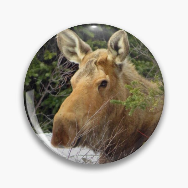 Item preview, Moose Laying Down designed and sold by sharkbait83.